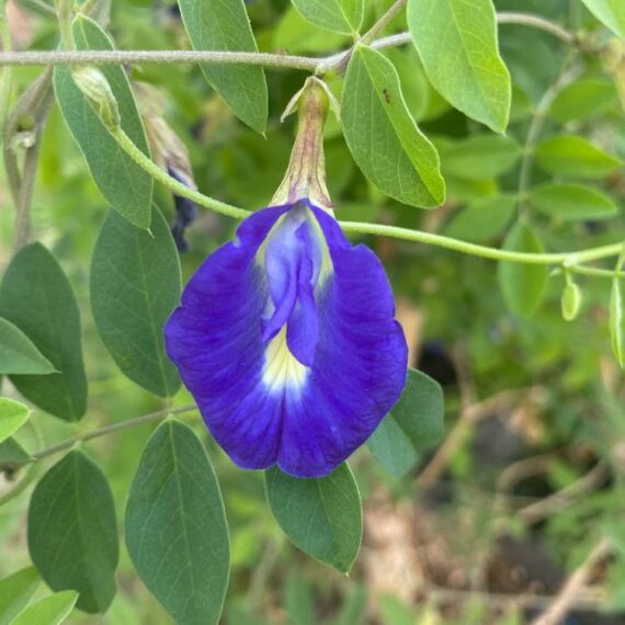 Blue Butterfly Pea Flower Organic- 25 grams - Image 2